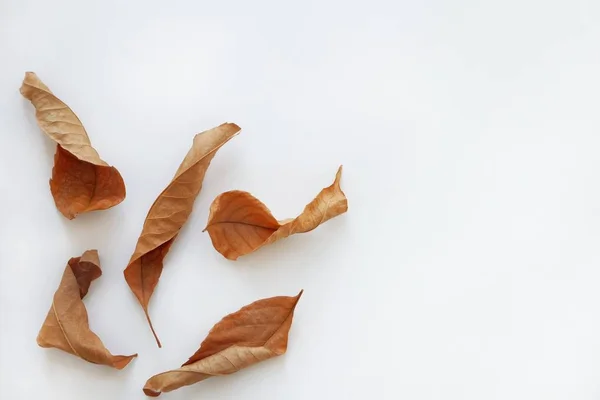 Różny Suchy Jesienny Liść Dąb Klon Biały Tło Naturalne Jesienne — Zdjęcie stockowe