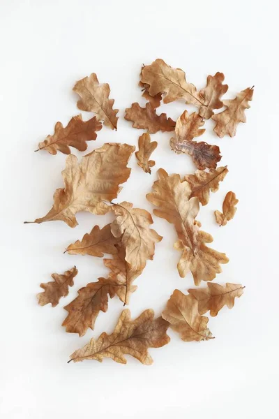 Beyaz Arka Planda Kurumuş Sonbahar Meşe Yaprakları Doğal Sonbahar Geçmişi — Stok fotoğraf