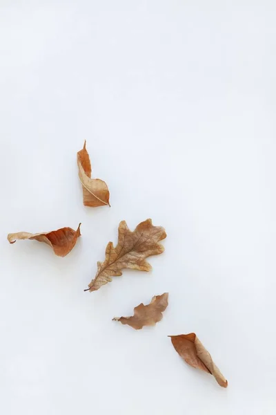 Διάφορα Ξηρά Φθινοπωρινά Φύλλα Βελανιδιάς Και Σφενδάμου Λευκό Φόντο Φυσικό — Φωτογραφία Αρχείου