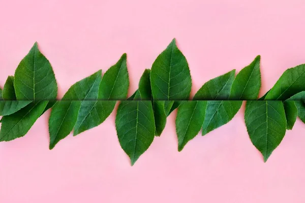 Layout Criativo Folhas Verdes Brilhantes Fundo Rosa Com Espaço Cópia — Fotografia de Stock