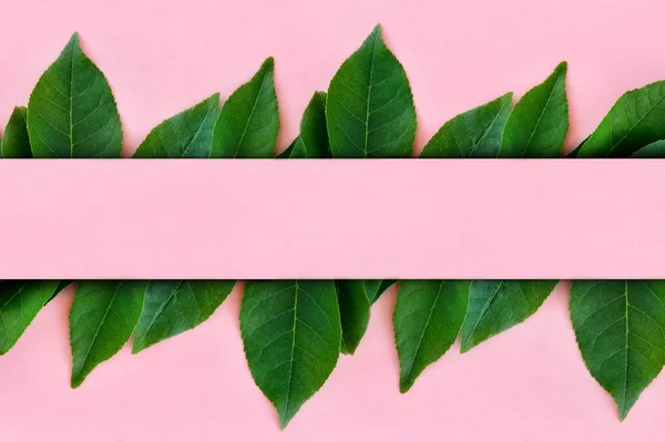 Borda Maquete Criativa Feita Folhas Verdes Brilhantes Fundo Rosa Com — Fotografia de Stock
