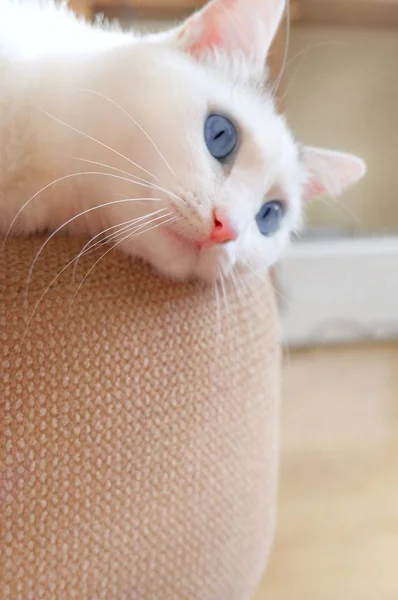 Close-up of the face of a white domestic cat lying on a beige sofa. Soft fluffy charming shorthair cat with bright blue eyes. Copy space for text.