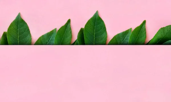 Layout Criativo Folhas Verdes Brilhantes Fundo Rosa Com Espaço Cópia — Fotografia de Stock