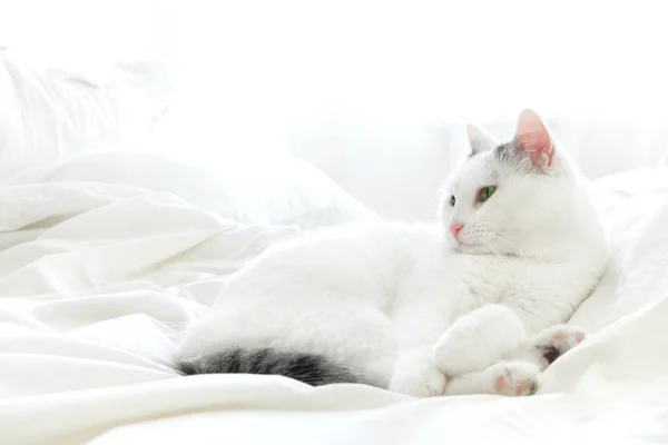 แมวขาวมองออกไปนอนบนเต ยงส ขาว นอนแมวป ยงท ดลอกพ าหร อความ — ภาพถ่ายสต็อก