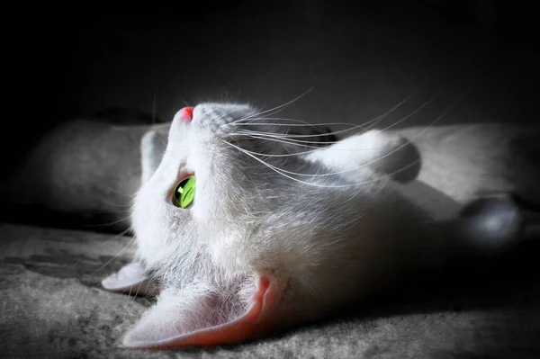 Profile of a mysterious white cat in the dark looking at the light. Magic, mystery, moonlight. Copy space for text.