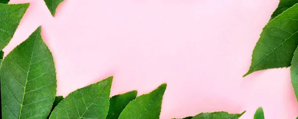 Borda Maquete Criativa Feita Folhas Verdes Brilhantes Fundo Rosa Com — Fotografia de Stock
