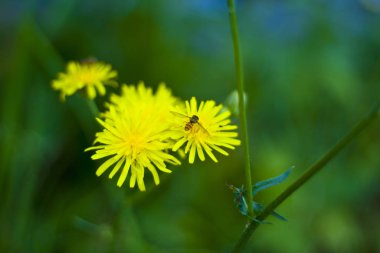 Karahindiba üzerinde bir arı vuruşu.