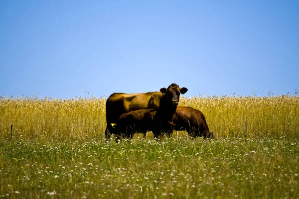 Moeder koe met haar jonge kalf op een weide in Beieren, Duitsland — Stockfoto