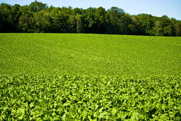夏の間、若い緑はビートルートのトップを残します。ドイツ・バイエルン州の農業用植物のクローズアップ写真 ストック画像