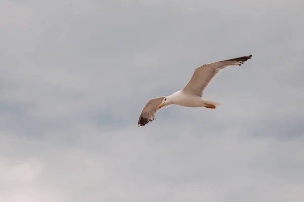 Fleur Silymarine Sauvage Silymarine Est Principal Ingrédient Des Médicaments Foie — Photo