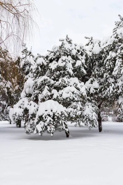 Abeto cargado de nieve después de una nevada — Foto de Stock