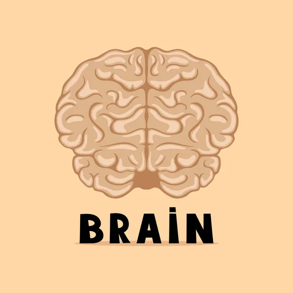 Cerebro sobre fondo beige . — Vector de stock