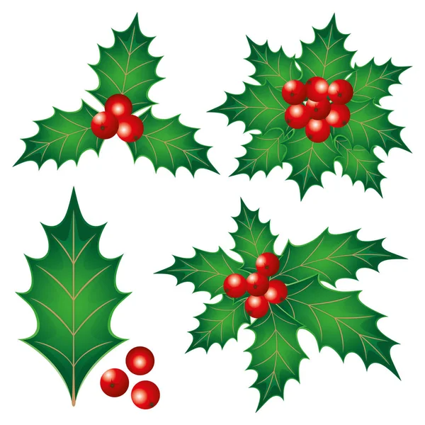 Holly Berries White Background — Stock Vector