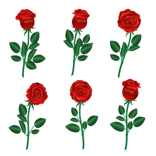 白色背景的红玫瑰 — 图库矢量图片