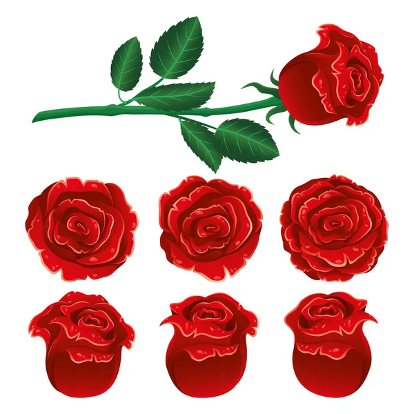 白色背景的红玫瑰 — 图库矢量图片