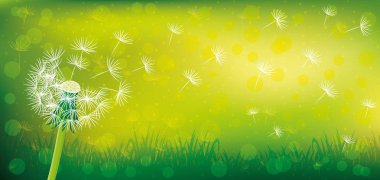 Karahindiba ve çim yeşil bir arka plan üzerinde.