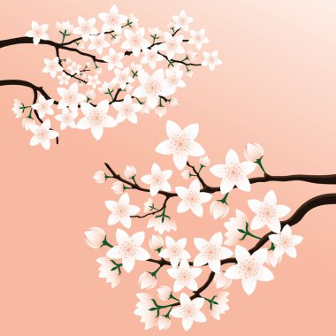 Pembe bir arka plan üzerinde kiraz çiçek şube.