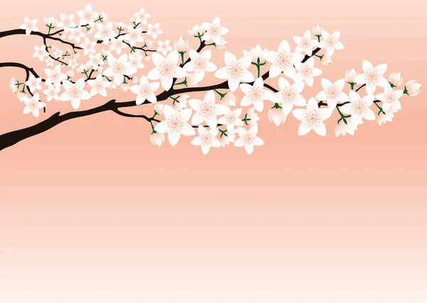 Blossoming Cherry Branch Pink Background - Stok Vektor