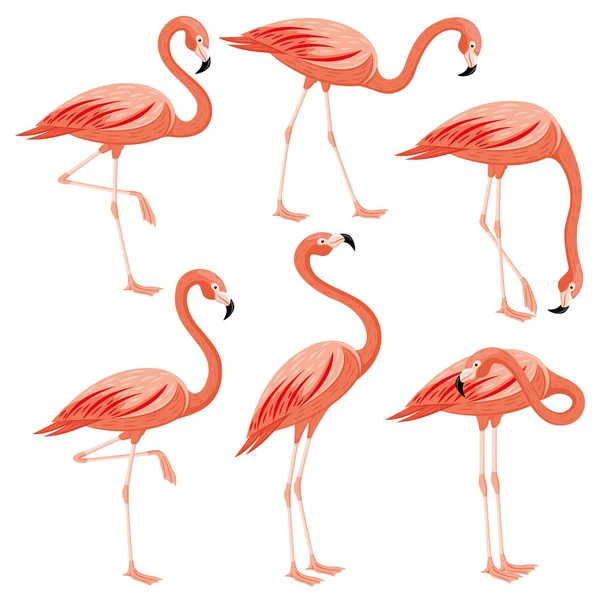 Flamingos Rosa Definido Fundo Branco —  Vetores de Stock