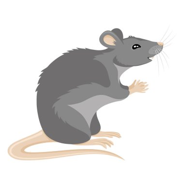 Beyaz arka planda şirin gri bir fare..