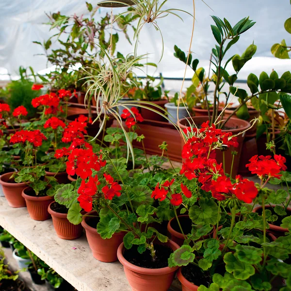 The flowers in the greenhouse — Stock Photo, Image