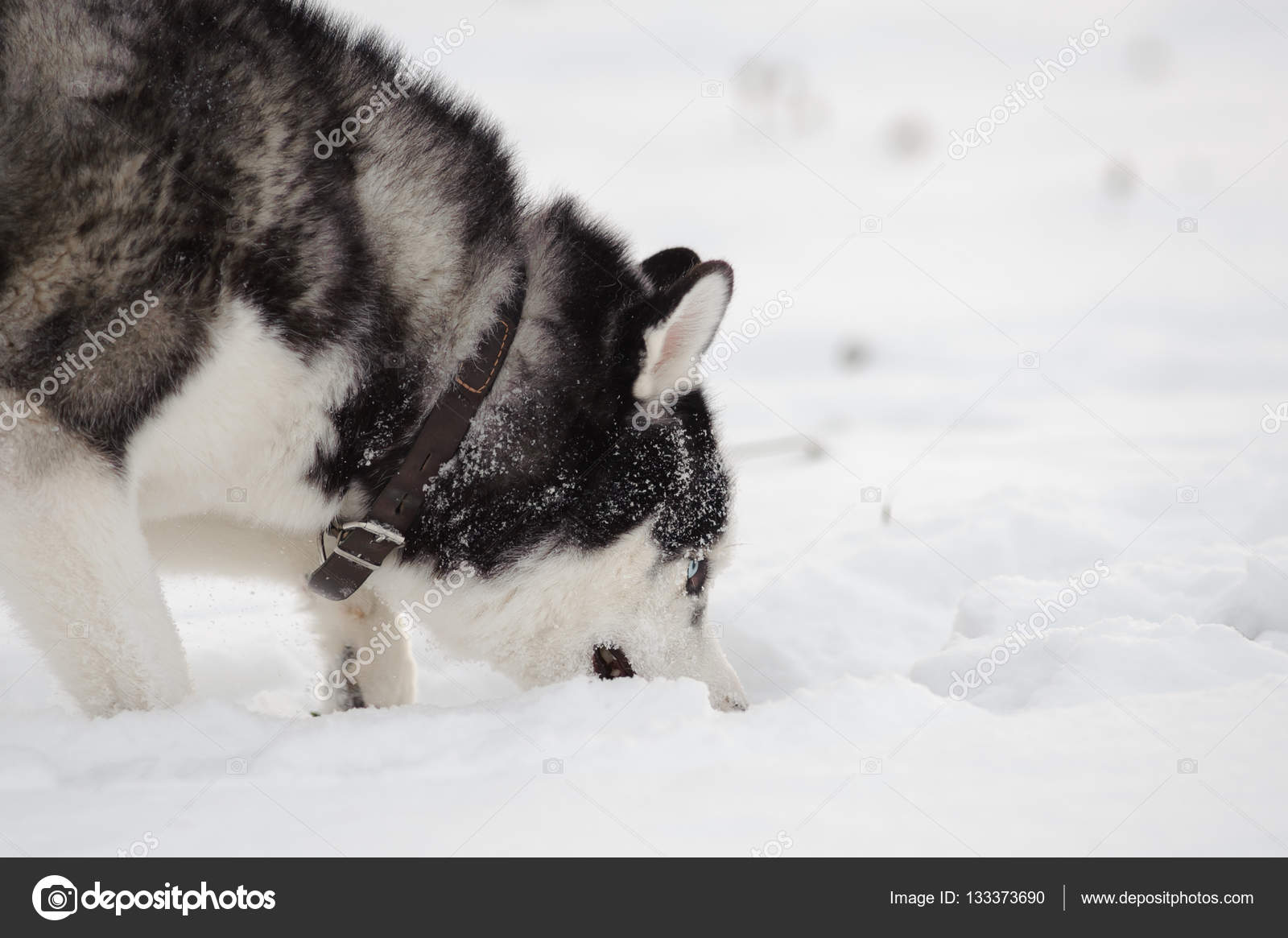 Siberian Husky In Winter Stock Photo C Format35 133373690