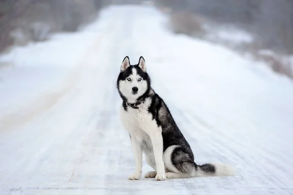 Сибірський хаски собака — стокове фото