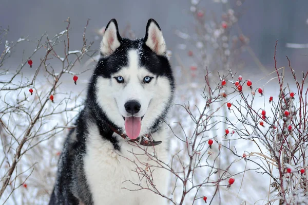 Porträtt av sibiriska Husky — Stockfoto