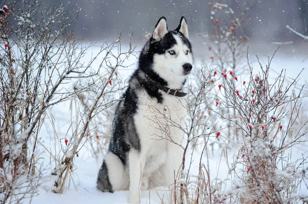 Sibirischer Husky-Hund — Stockfoto
