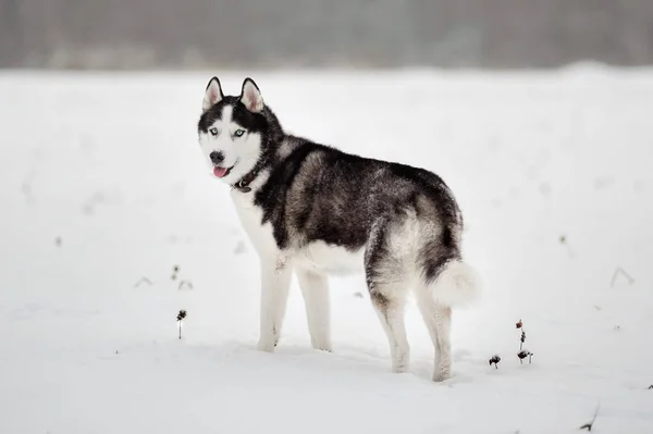 Portrait of Siberian Husky — Stock Photo, Image