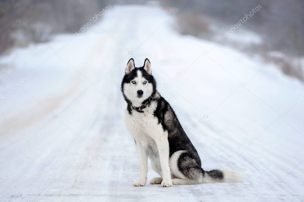Siberian Husky dog