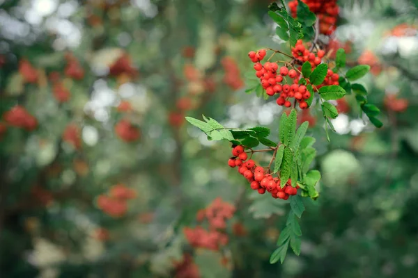 Rowan tree bogyókkal — Stock Fotó