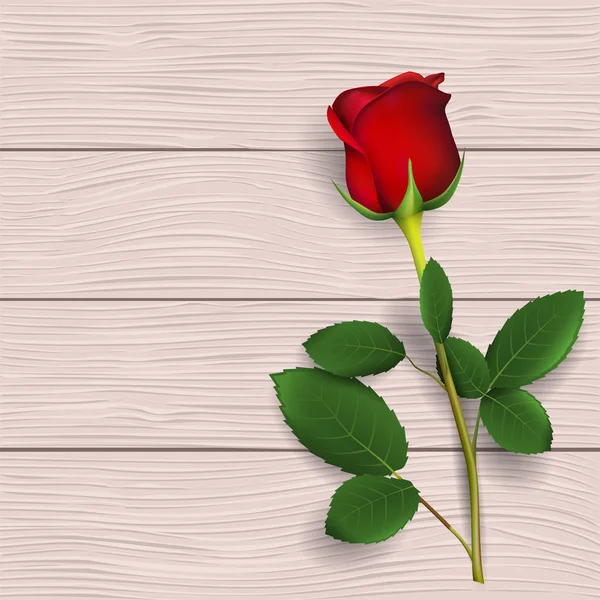 现实的红玫瑰 — 图库矢量图片