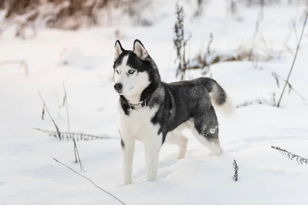 Porträtt av sibiriska Husky — Stockfoto