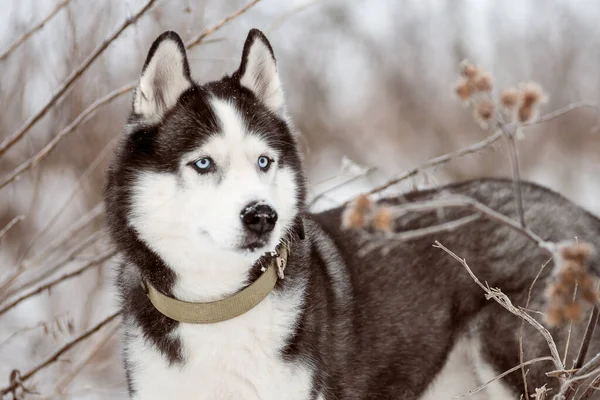 Sibirischer Husky-Hund — Stockfoto