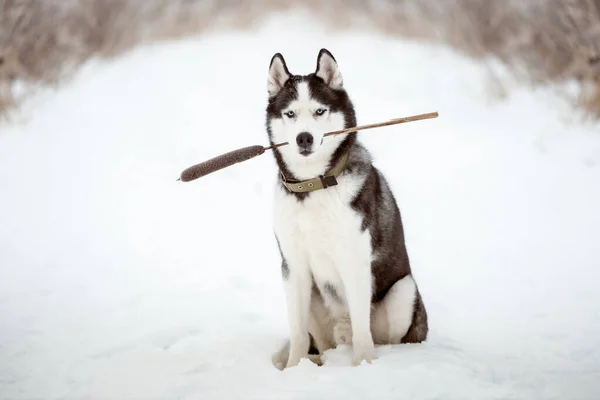 Sibiřský husky pes — Stock fotografie