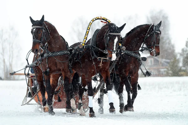 Orosz lovak trojkája — Stock Fotó