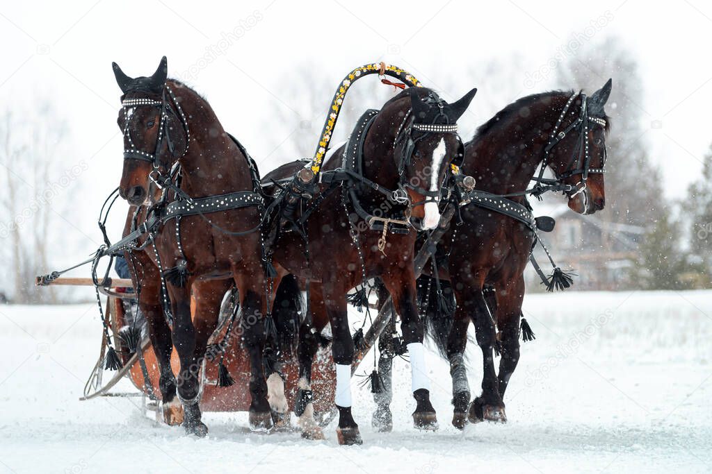 Russian troika of horses