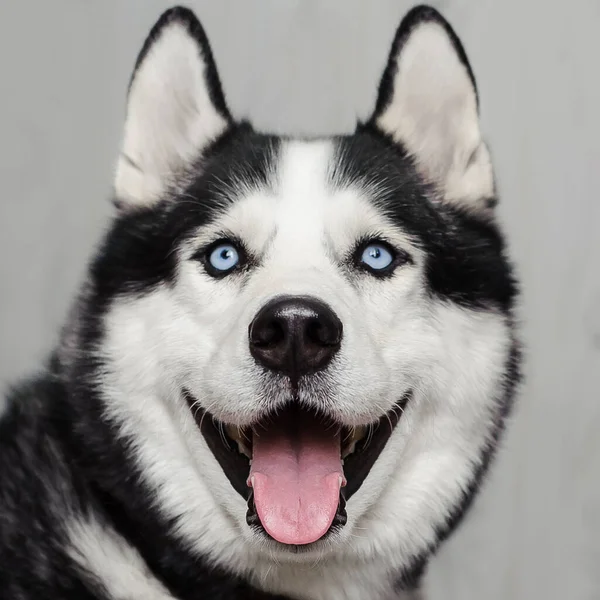 Retrato de husky siberiano —  Fotos de Stock