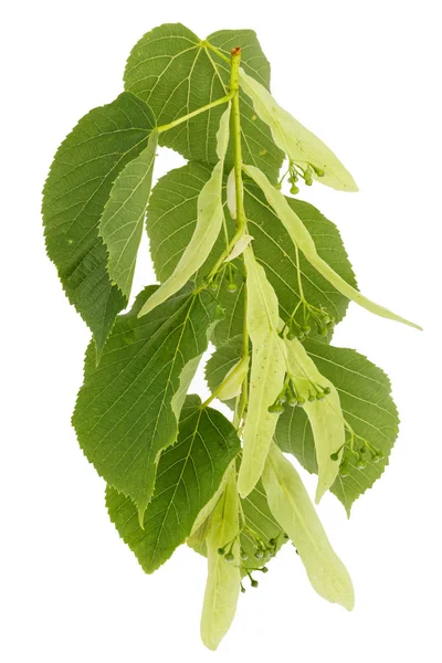 Blühender Zweig einer Linde oder Linde isoliert auf weißem Hintergrund — Stockfoto