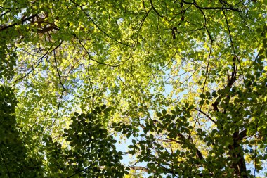 Ağaç başında batan güneşin aydınlatılmış. Zaman ağaç bahar