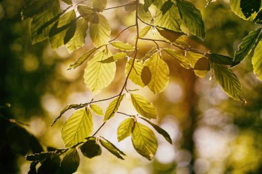 Ağaç başında batan güneşin aydınlatılmış. Zaman ağaç bahar