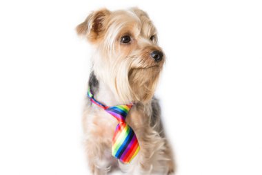 Köpek bir gökkuşağı kravat takmış bir yana arıyorsunuz