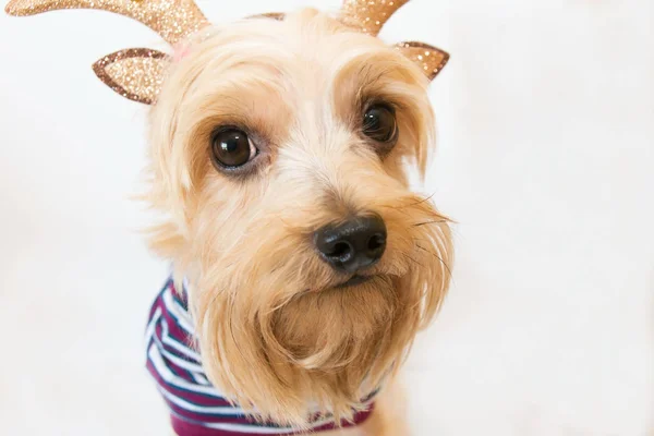 Honden Gezicht Kijken Camera Dragen Van Rendieren Kleding Stockfoto