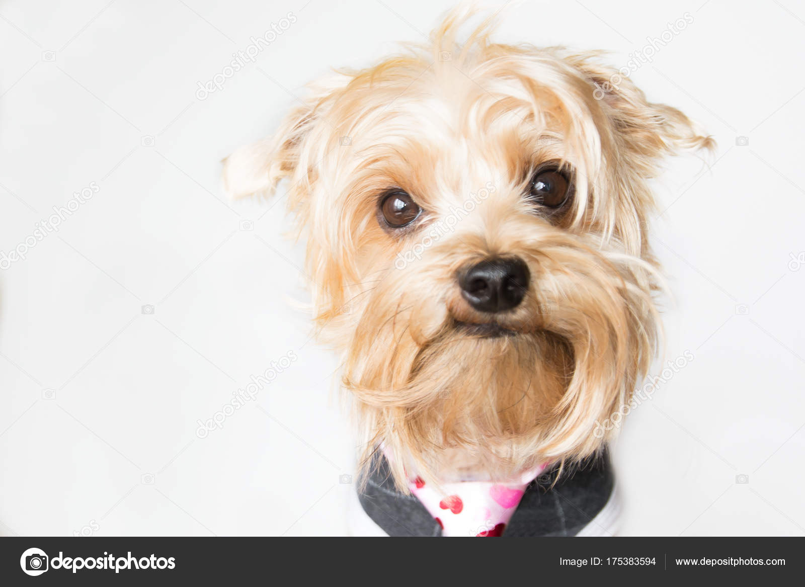 Little Dogs Face Messy Hair Looking Camera Isolated Grey Background Stock  Photo by ©glayan 175383594