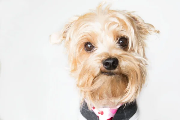 Kleine Hundegesichter Mit Unordentlichem Haar Die Isoliert Vor Grauem Hintergrund Stockbild