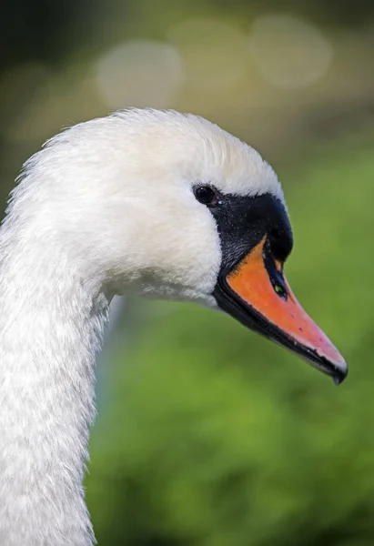 The swan cloe up image — Stock Photo, Image