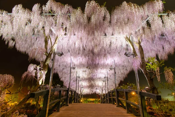 Beautiful view of  White Japanese Wisteria blossom tree at night , Ashikaga, Tochigi,  Japan — Stock Photo, Image