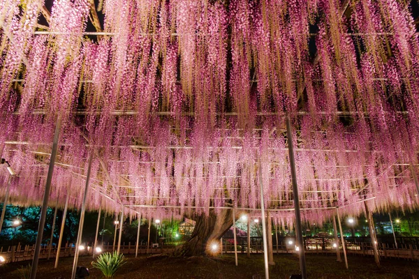 Beautiful view of Great purple pink wisteria blossom tree at night , Ashikaga, Tochigi,  Japan — Stock Photo, Image