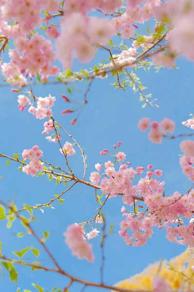 Cherry blossom festival at Chidorigafuchi Park, Beautiful sakura — Stock Photo, Image